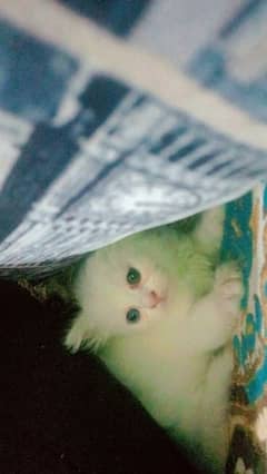 Adorable 60-Day-Old Kittens for Sale in Lahore" 0