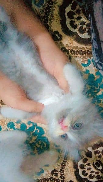 Adorable 60-Day-Old Kittens for Sale in Lahore" 2