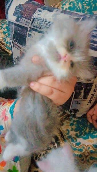 Adorable 60-Day-Old Kittens for Sale in Lahore" 4