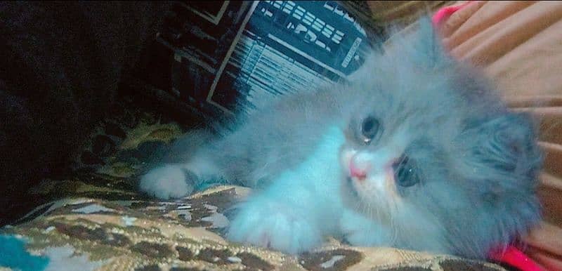 Adorable 60-Day-Old Kittens for Sale in Lahore" 5