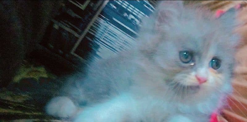 Adorable 60-Day-Old Kittens for Sale in Lahore" 6