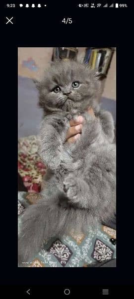 Persian Kitten Triple Coated Fur 0