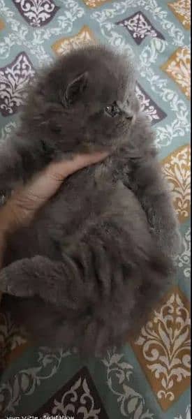 Persian Kitten Triple Coated Fur 2