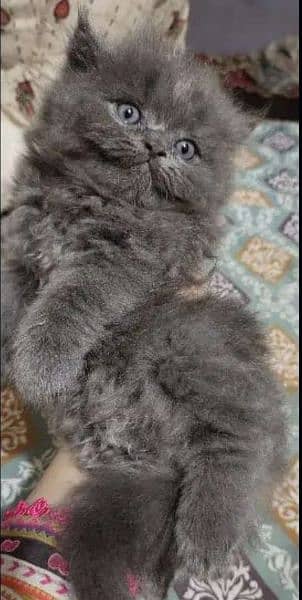 Persian Kitten Triple Coated Fur 3