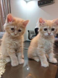 persian kitten for sale