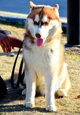 Red Siberian Husky KCP Pedigreed Junior Champion Pup! 2