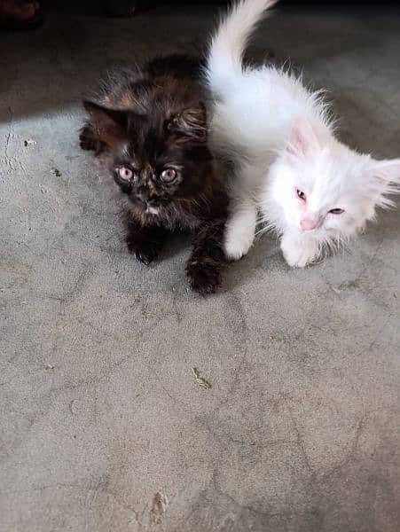 Persian Ketty pair 15000 single 1