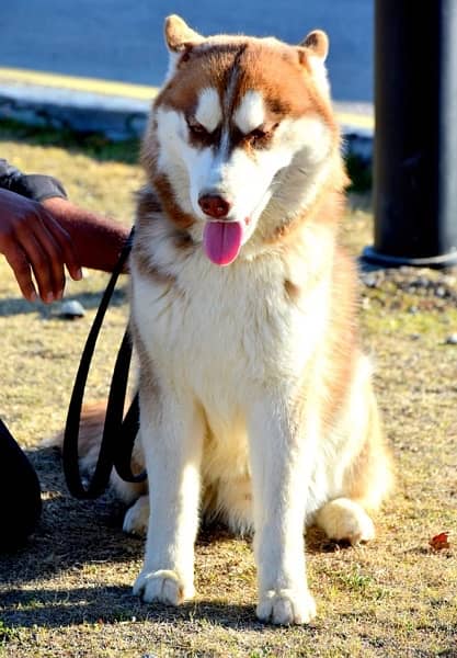 Red Siberian Husky KCP Pedigreed Junior Champion Pup! 5