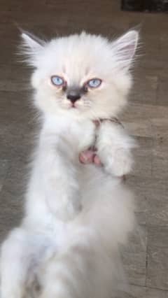 Percian Kitten Female ,Whats¥App ->0'3'0'6'0'6'7'4'9'1'1.