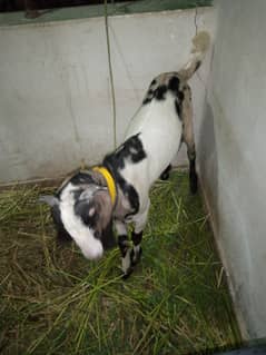 For Sale Nasli Goat Male 5 Month Age  28 kilo Weight