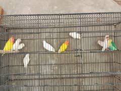 lovebirds breeder pairs