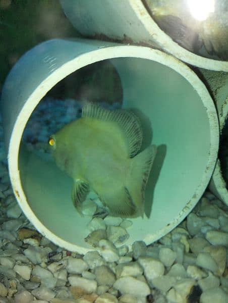 oscar fish 5