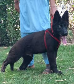 black German shepherd proper long coated male 3 month for sale