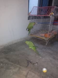 Parrot for sale