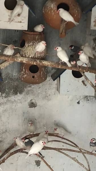 white Java finch’s 1