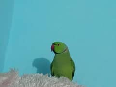 MALE RINGNECK PARROT FOR SALE