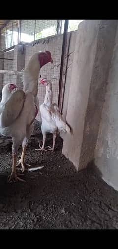 White Shamo Chicks for Sale