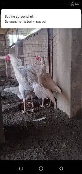 White Shamo Chicks for Sale 2