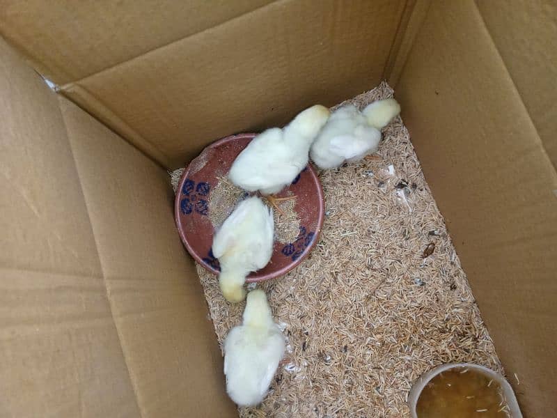 White Shamo Chicks for Sale 3