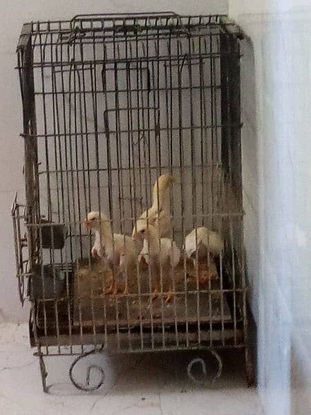 White Shamo Chicks for Sale 5