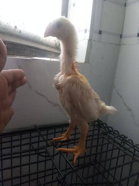 White Shamo Chicks for Sale 6