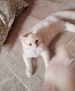 white persian male kitten available for sale