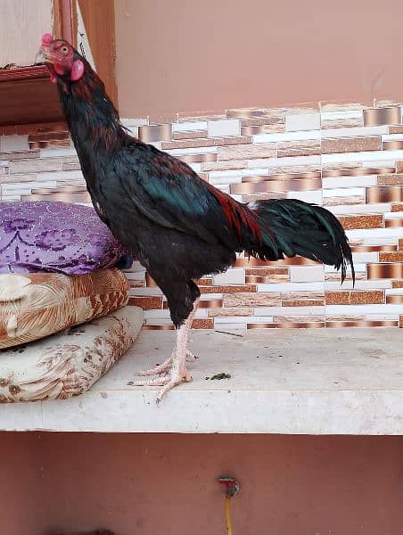 thai patha best premium quality bird  age 12months 0