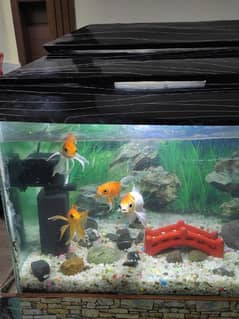 Fish aquarium with 4 Fish
