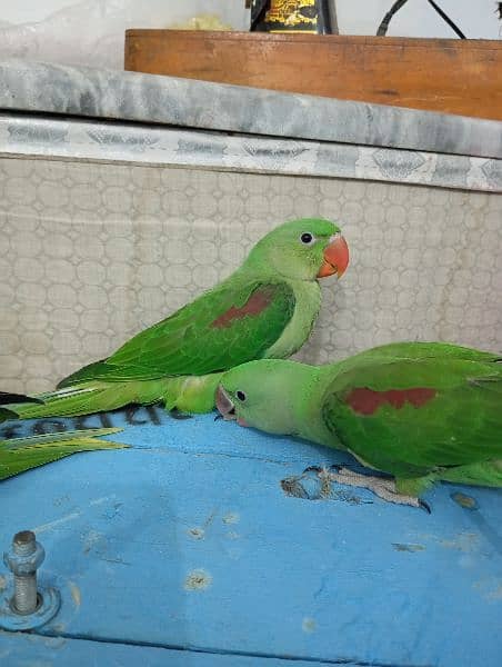 For Sale Parrots Chicks 0