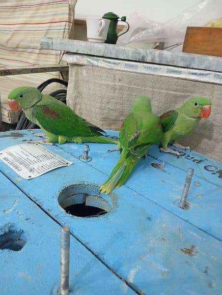 For Sale Parrots Chicks 1