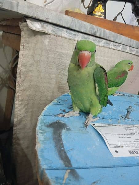 For Sale Parrots Chicks 3