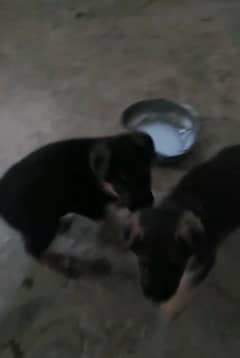 German shepherd puppies for sale (urgent)