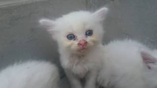 kitten available