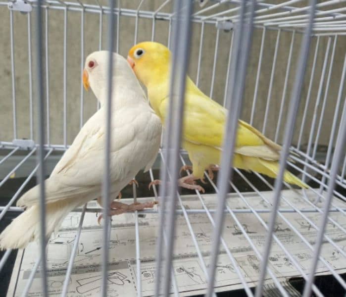 Albino Red Eye,Decino,Opline Love birds 0