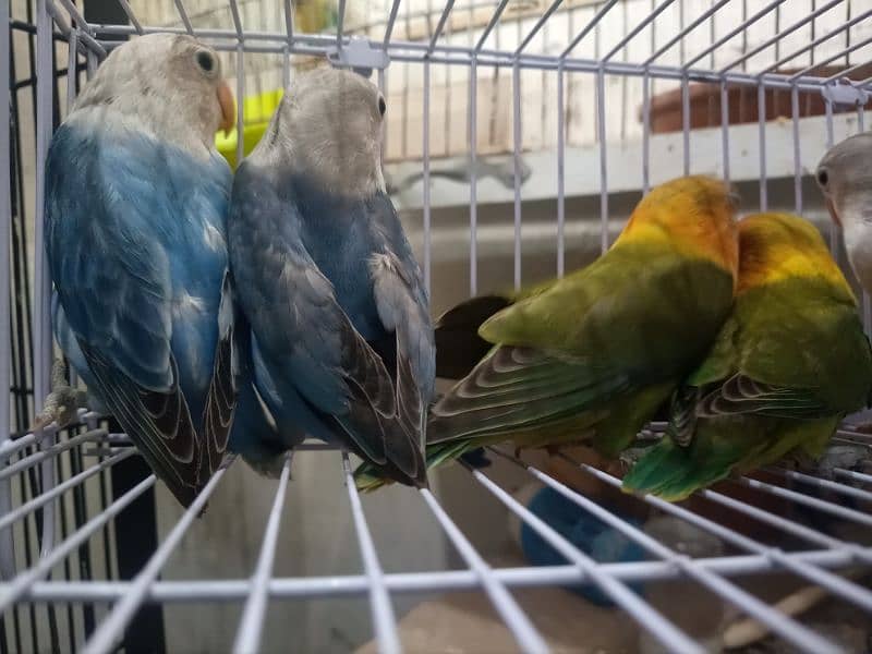 Albino Red Eye,Decino,Opline Love birds 3