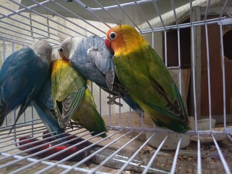 Albino Red Eye,Decino,Opline Love birds 4