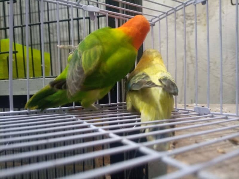 Albino Red Eye,Decino,Opline Love birds 5