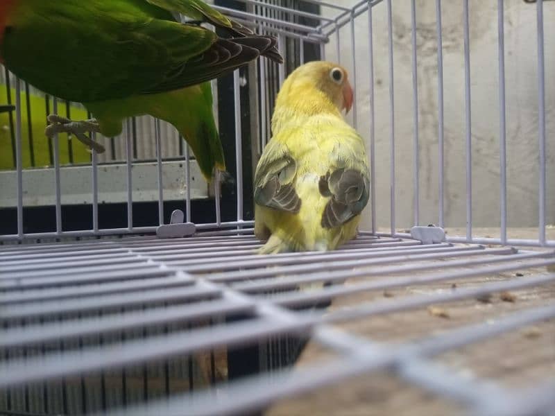 Albino Red Eye,Decino,Opline Love birds 6