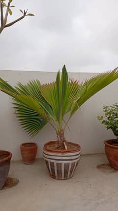 Palm Plant