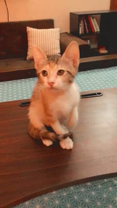 Kittens for Adoption/ Cats/ Triple Coated/03234596796