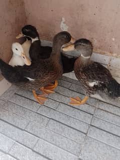 Ducks 0