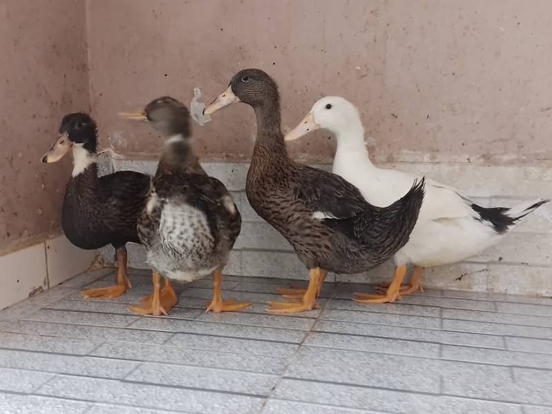 Ducks 4