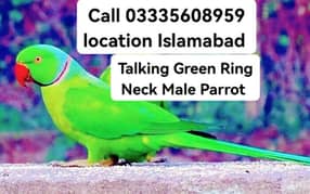 Talking Male Parrot Green Ring Neck Full Jumbo Size