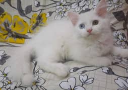 Female kitten looking for new home 0