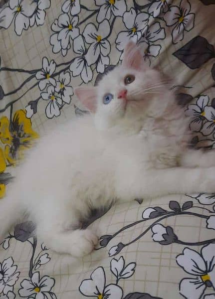 Female kitten looking for new home 1