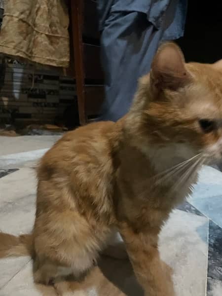 persian cat orange 0