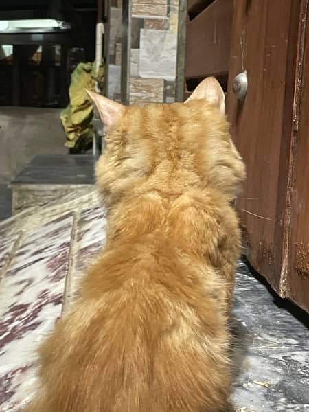 persian cat orange 4
