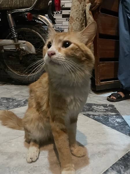 persian cat orange 8