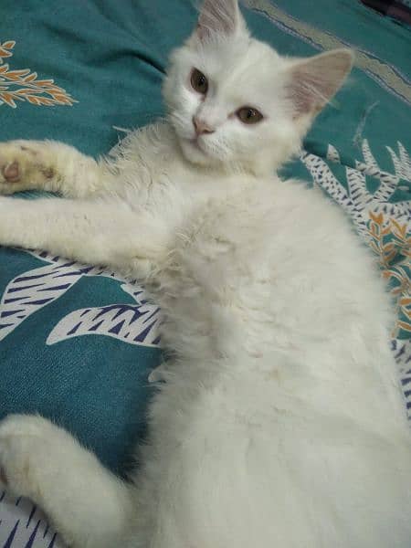 Persian female kitten 1