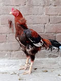 Kili Taj Aseel Murga Strong bird